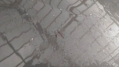 Car detailing services.