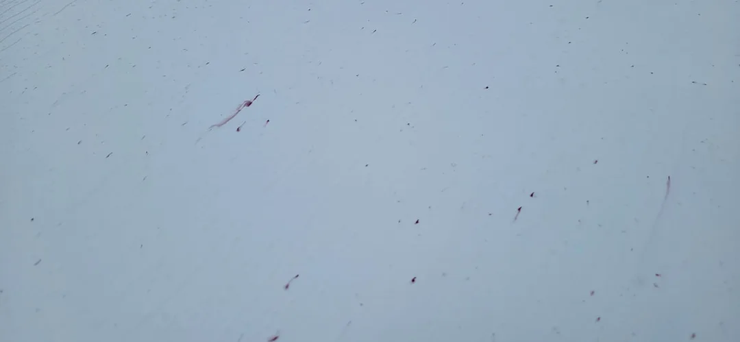 New Car Paint Protection Paisley | New Car Paint Protection Glasgow